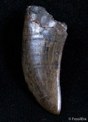 Inch Tyrannosaurid Tooth - South Dakota #2893